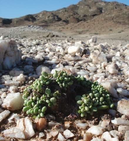 Portulacaria pygmaea having a ball in the desert